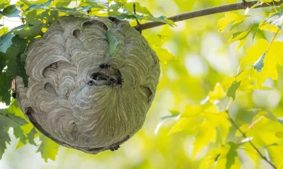 Destruction de nid de frelon à Chauvigny : un bon débarras !