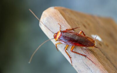 Entreprise de nuisible à Poitiers : pour des espaces sains